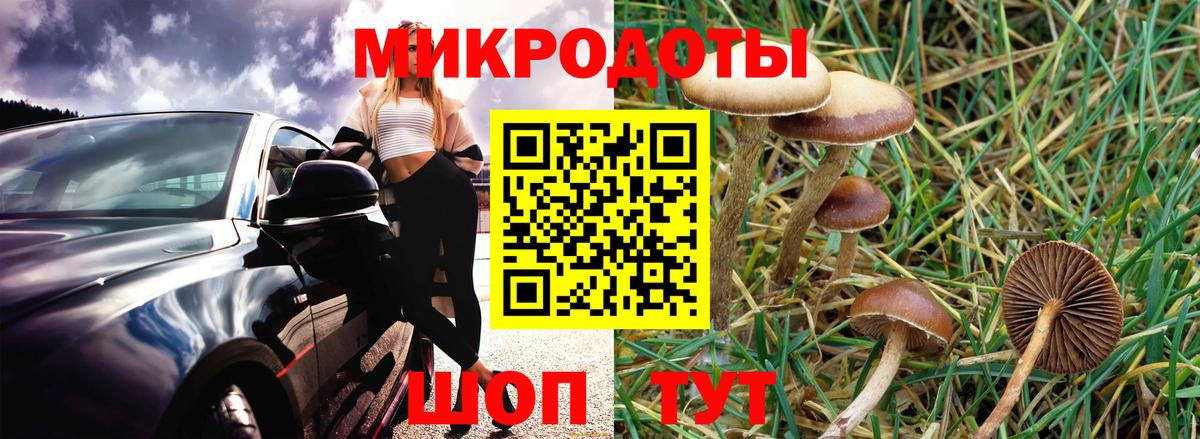 Псилоцибиновые грибы Psilocybine cubensis Вязники